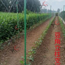 玻璃纤维杆玻璃纤维管豆角架立柱支撑杆苦瓜架丝瓜架