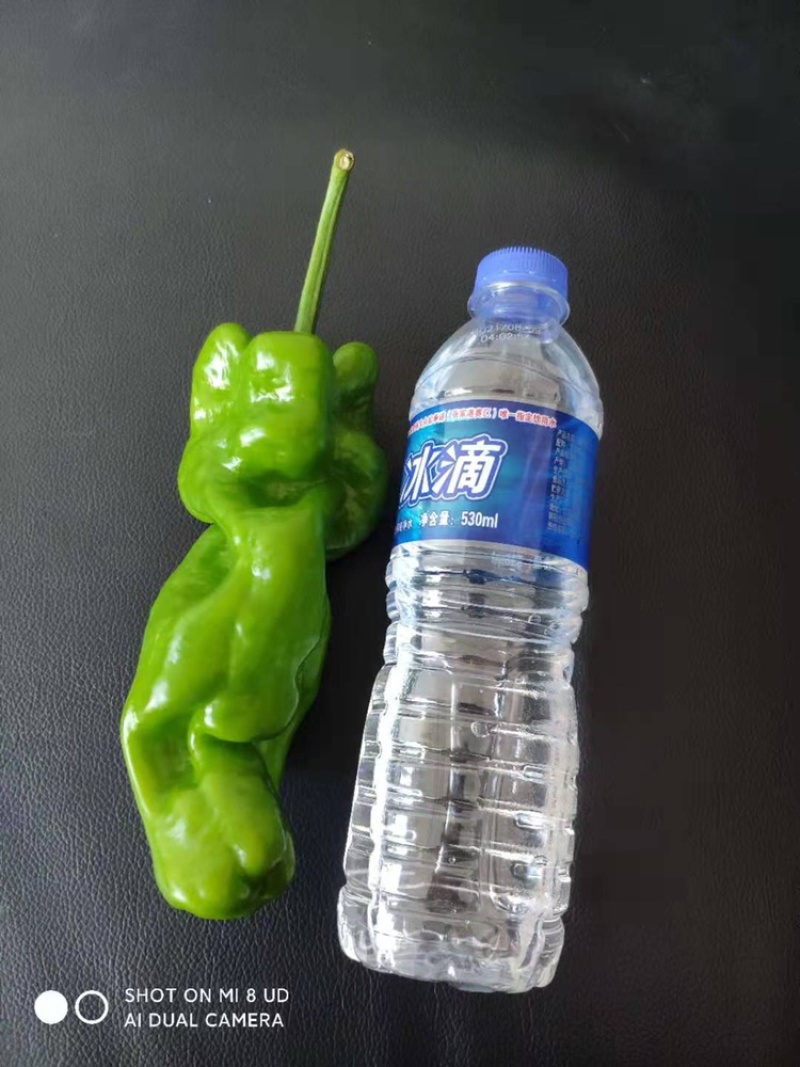 苏椒，薄皮椒，蔬菜基地大棚直供，长期稳定供货