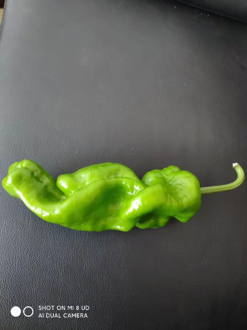 苏椒，薄皮椒，蔬菜基地大棚直供，长期稳定供货