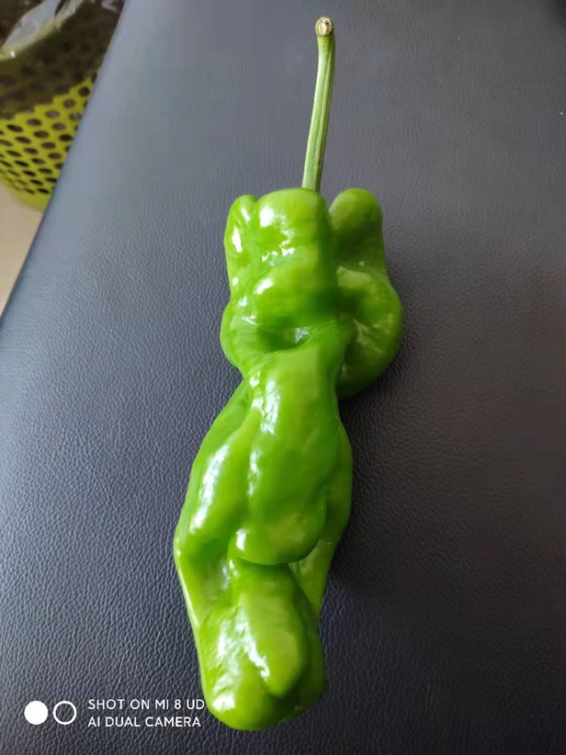 苏椒，薄皮椒，蔬菜基地大棚直供，长期稳定供货