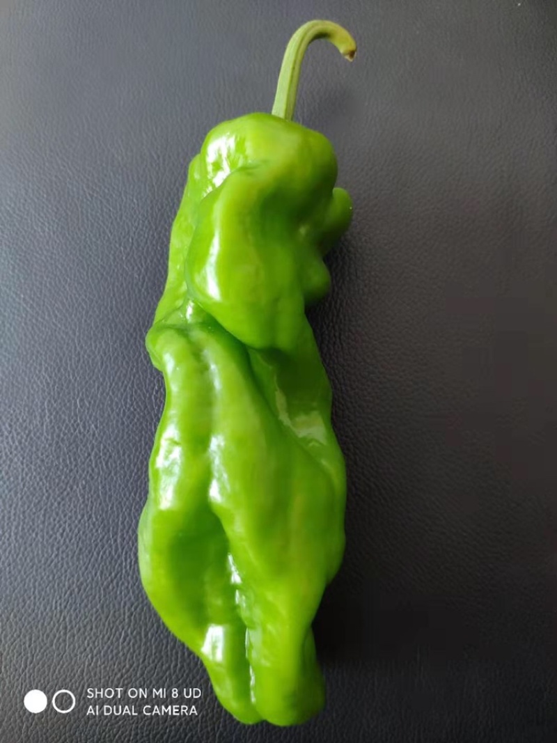 苏椒，薄皮椒，蔬菜基地大棚直供，长期稳定供货