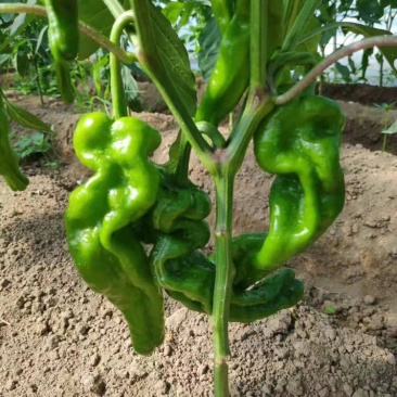 苏椒，薄皮椒，蔬菜基地大棚直供，长期稳定供货