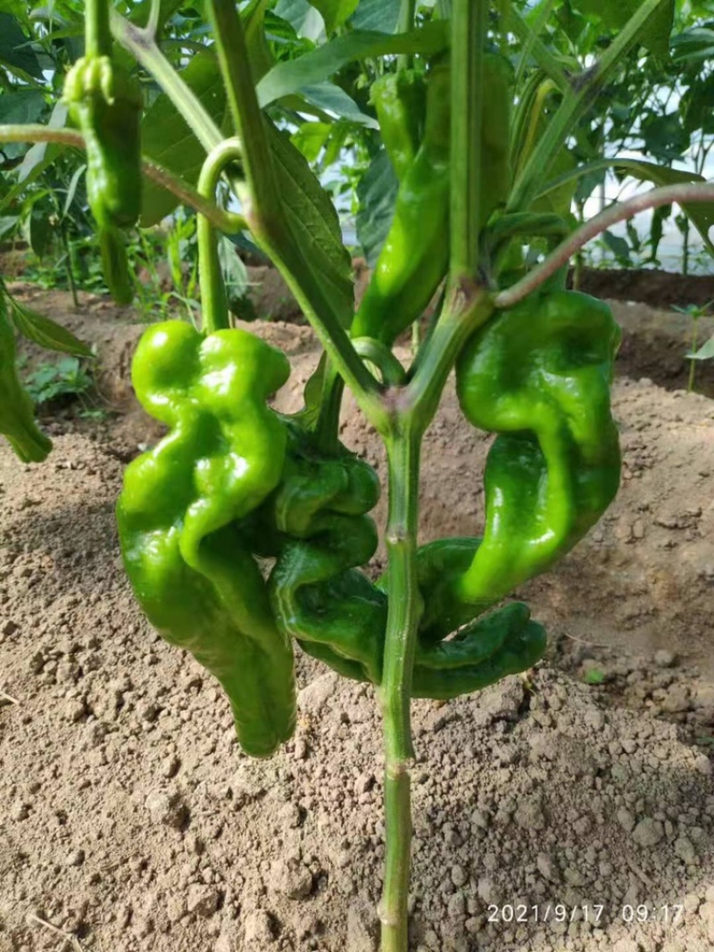 苏椒，薄皮椒，蔬菜基地大棚直供，长期稳定供货