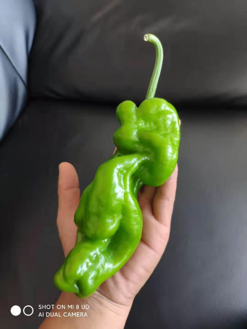 苏椒，薄皮椒，蔬菜基地大棚直供，长期稳定供货