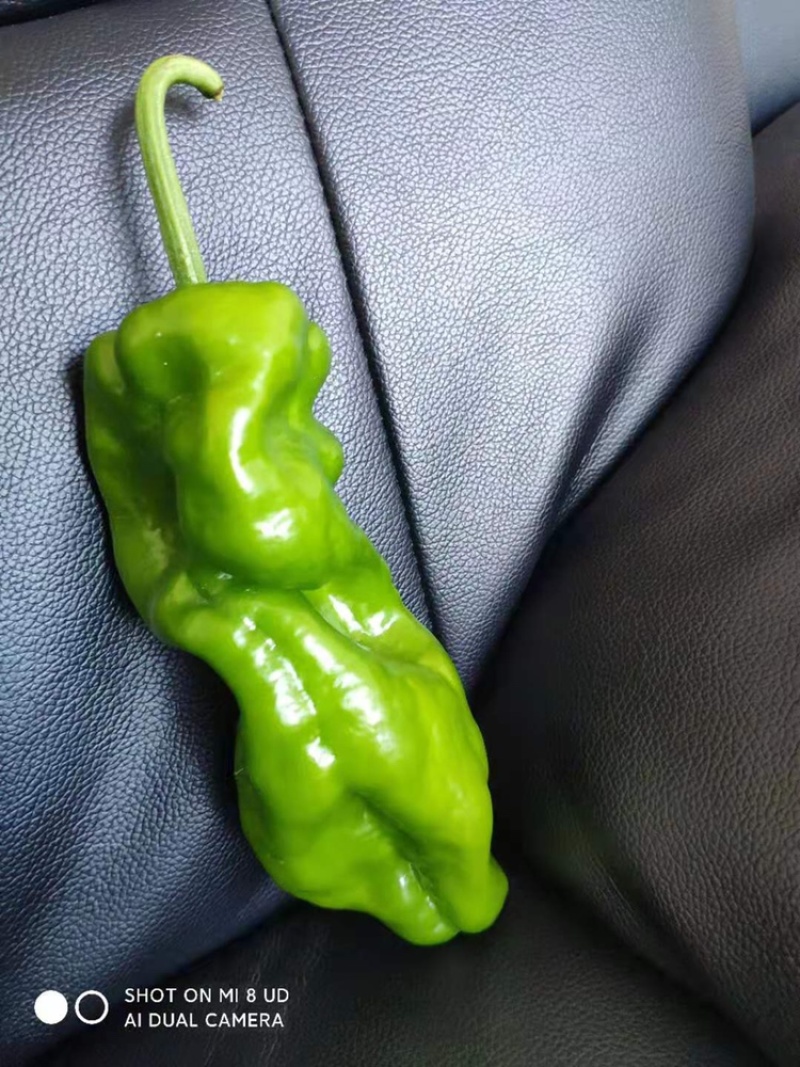 苏椒，薄皮椒，蔬菜基地大棚直供，长期稳定供货