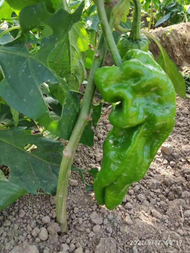 苏椒，薄皮椒，蔬菜基地大棚直供，长期稳定供货