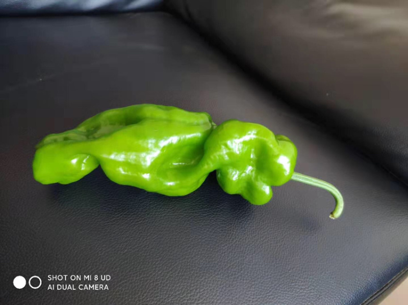 苏椒，薄皮椒，蔬菜基地大棚直供，长期稳定供货