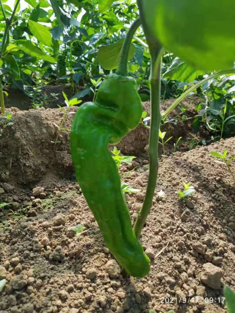苏椒，薄皮椒，蔬菜基地大棚直供，长期稳定供货