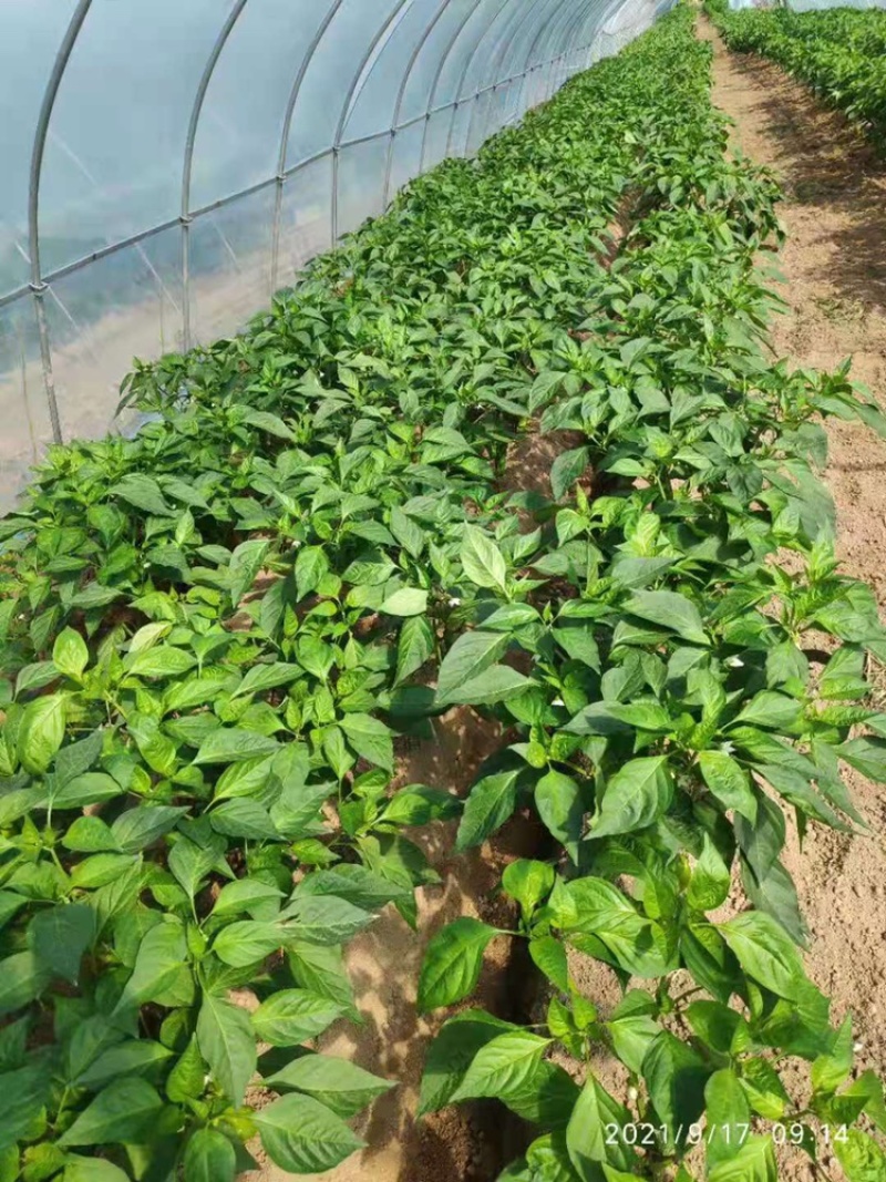 苏椒，薄皮椒，蔬菜基地大棚直供，长期稳定供货