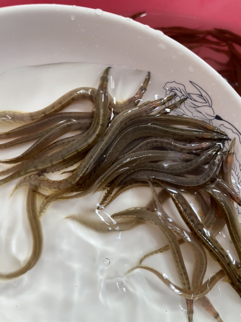 刺鳅鱼苗，刀鳅优质苗，技术出产训化苗，好养快大周期短