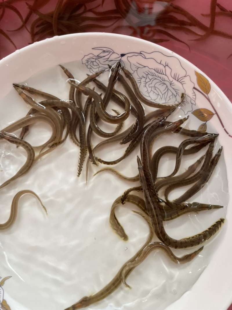刺鳅鱼苗，刀鳅优质苗，技术出产训化苗，好养快大周期短