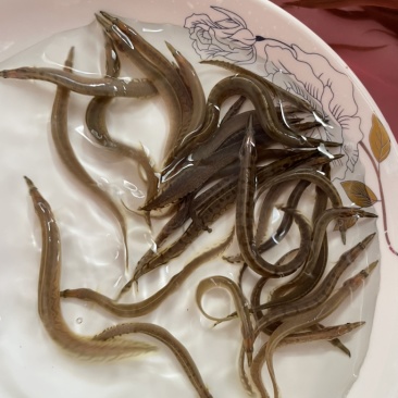 刺鳅鱼苗，刀鳅优质苗，技术出产训化苗，好养快大周期短