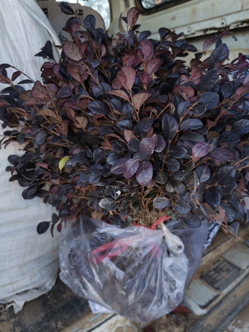 红花继木