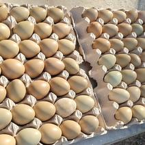 优质新鲜的七彩野鸡蛋，养殖场直供，常年供应不断货！
