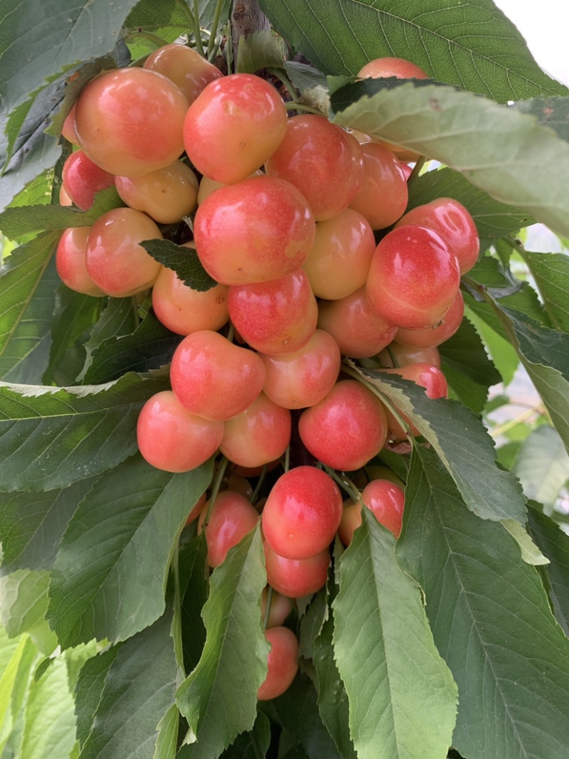 2年樱桃苗美早火箭辉煌太平洋红弗里斯科塔玛拉