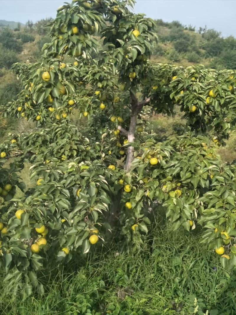 南果梨