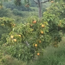 南果梨