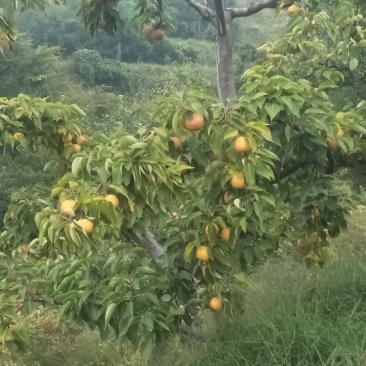 南果梨