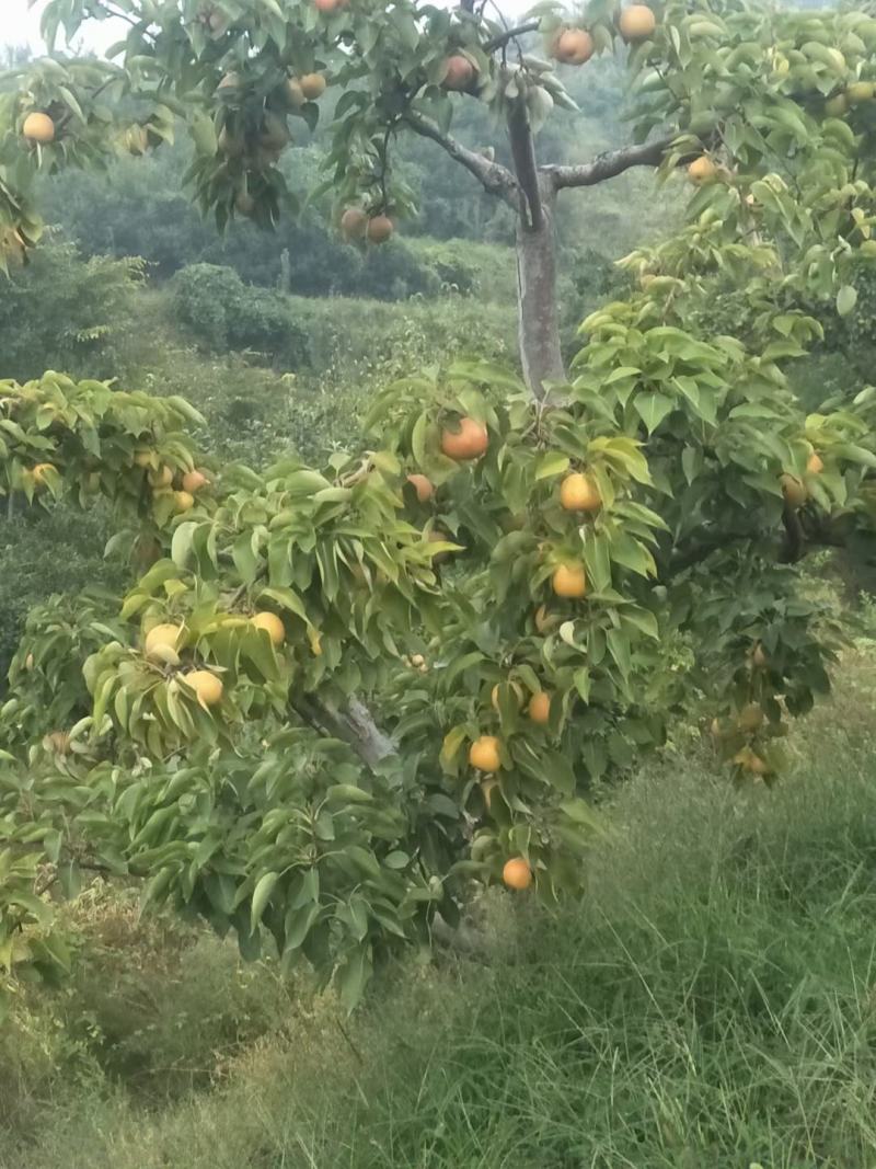 南果梨
