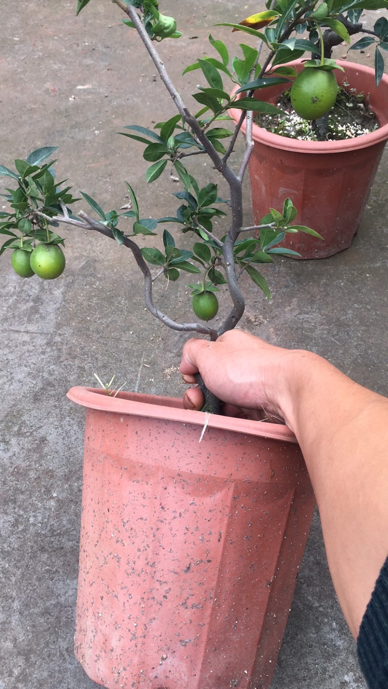 金弹子