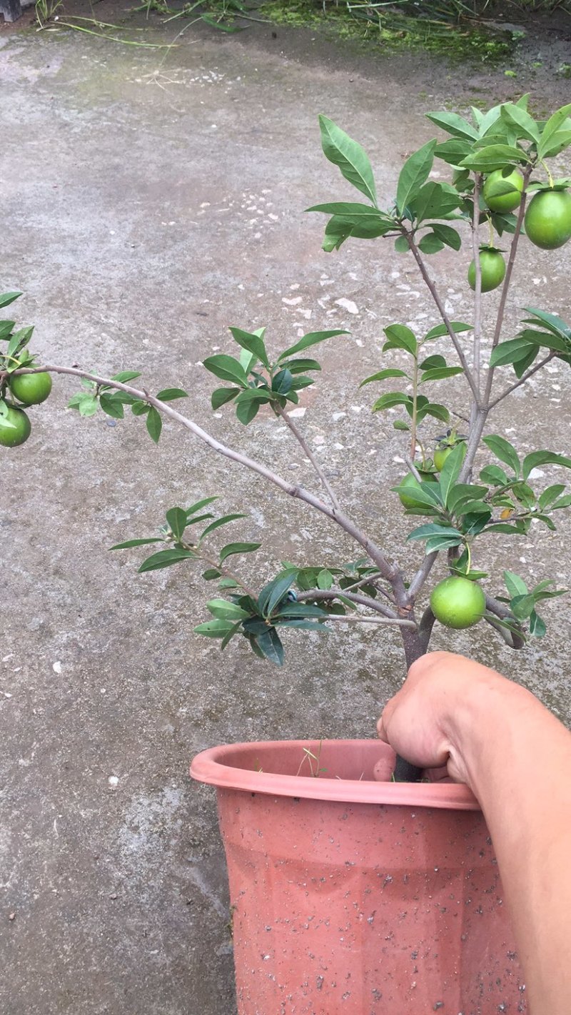 金弹子