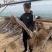 2年樱桃苗美早火箭辉煌太平洋红弗里斯科塔玛拉