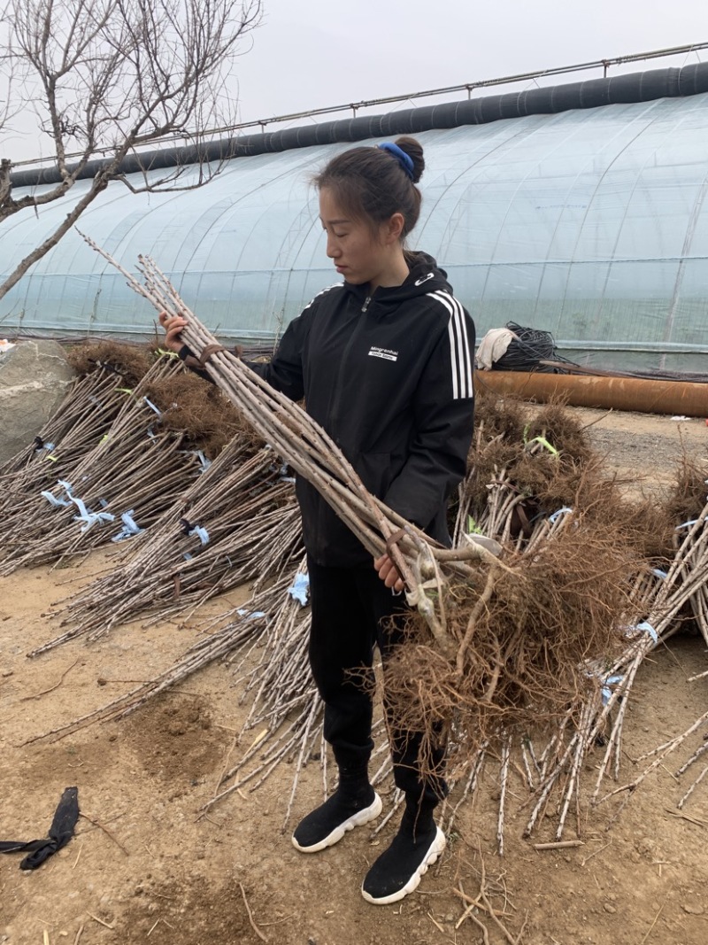 2年樱桃苗美早火箭辉煌太平洋红弗里斯科塔玛拉