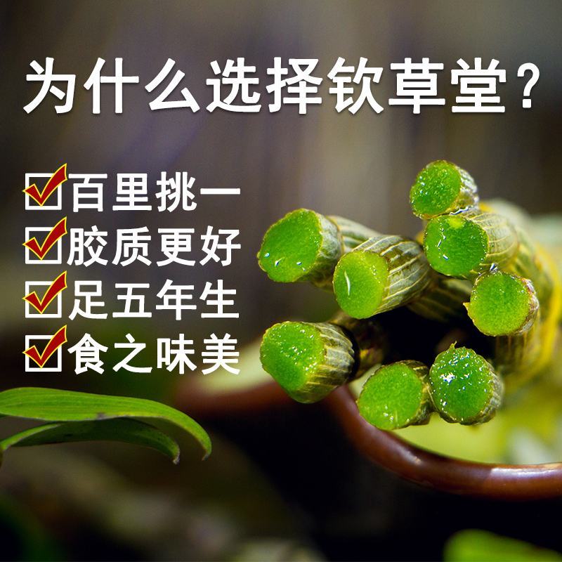 霍山铁皮石斛鲜条石斛鲜条霍山米斛鲜条原产地基地直发