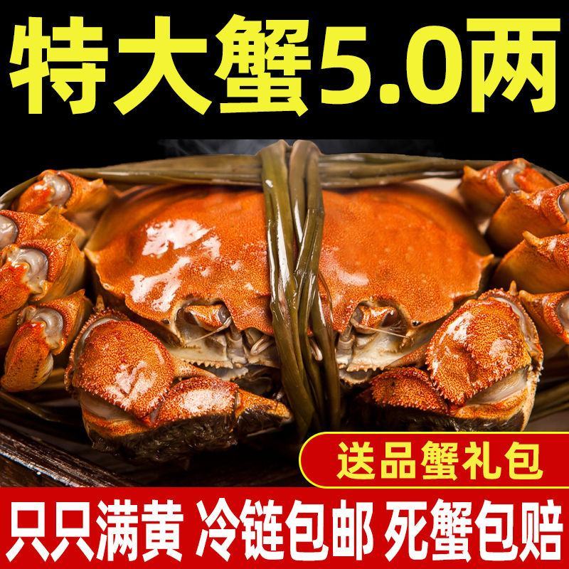 【全母满黄特大蟹】大闸蟹鲜活螃蟹活体现货礼盒4两六月黄河