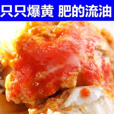 【全母满黄特大蟹】大闸蟹鲜活螃蟹活体现货礼盒4两六月黄河