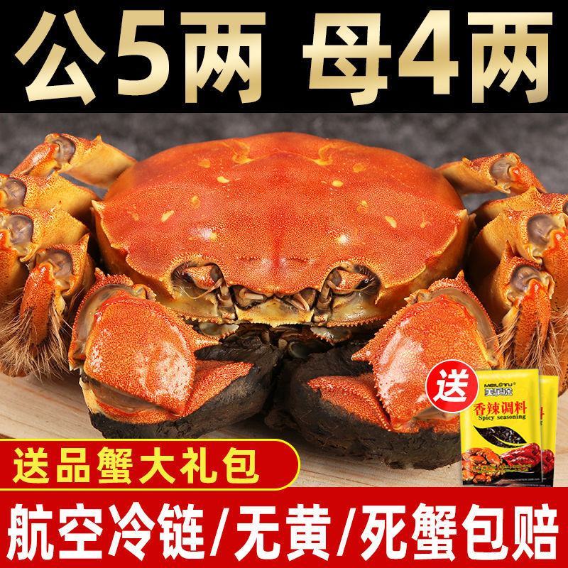 【全母满黄特大蟹】大闸蟹鲜活螃蟹活体现货礼盒4两六月黄河
