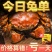 【全母满黄特大蟹】大闸蟹鲜活螃蟹活体现货礼盒4两六月黄河