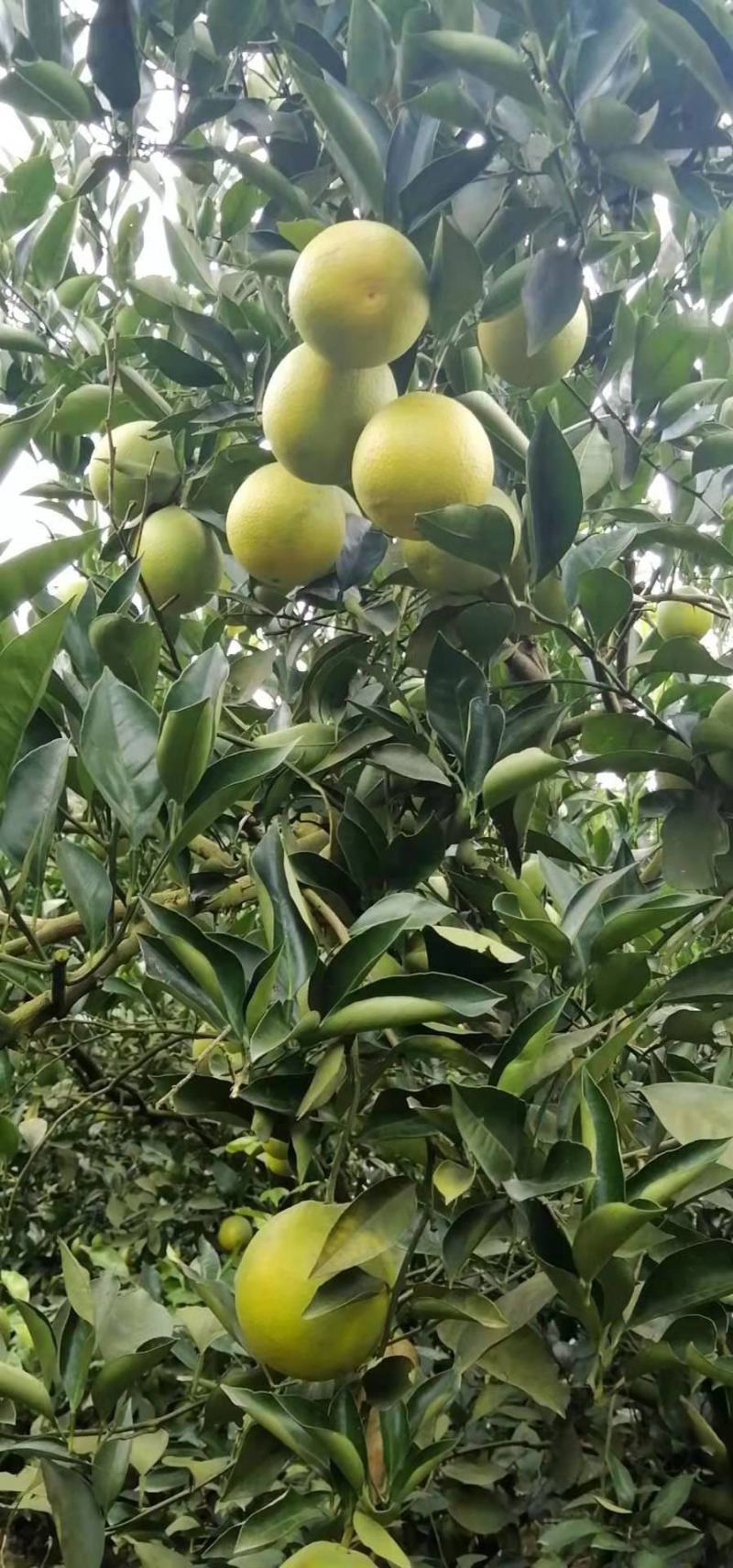 塔罗科血橙大量上市欢迎老板来撩
