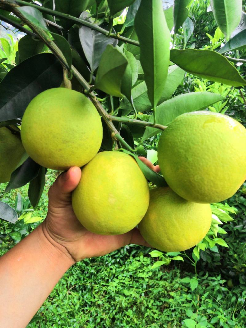 塔罗科血橙大量上市欢迎老板来撩