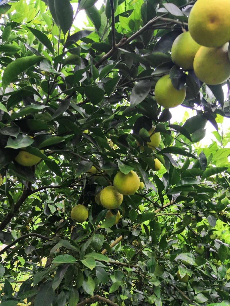 塔罗科血橙大量上市欢迎老板来撩