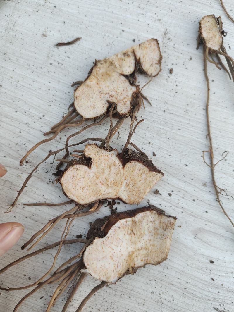 【优选商家】北苍术，朱砂点鲜货，质量优，品种好，货源充足