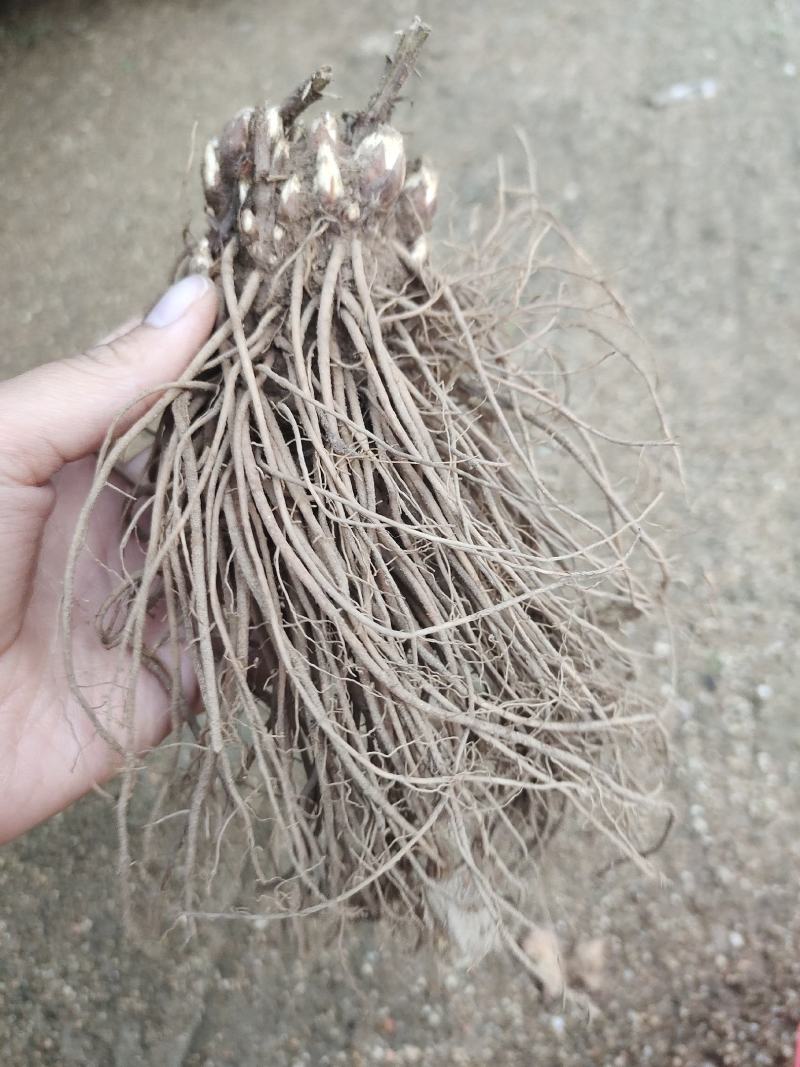 【优选商家】北苍术，朱砂点鲜货，质量优，品种好，货源充足