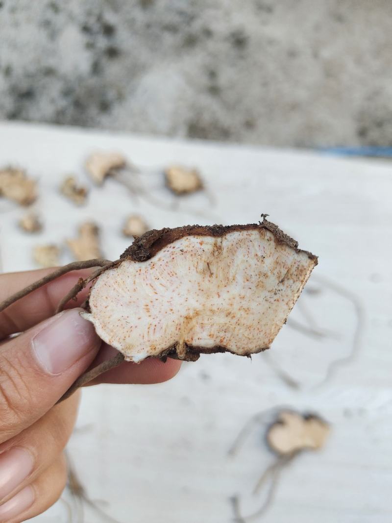 【优选商家】北苍术，朱砂点鲜货，质量优，品种好，货源充足