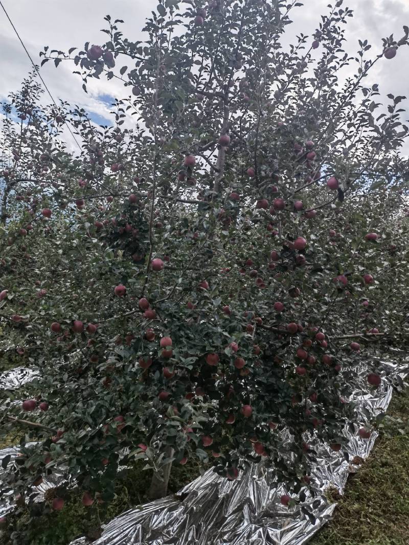 盐源苹果自产直供，红富士苹果上市，不打蜡，不催熟，有华硕