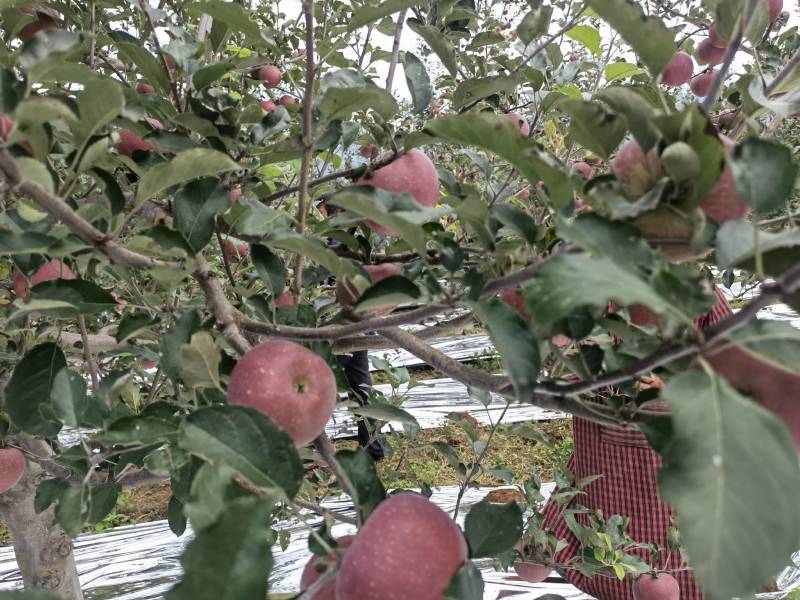 盐源丑苹果，口感好，量大优惠保质保量供货批发电商超市