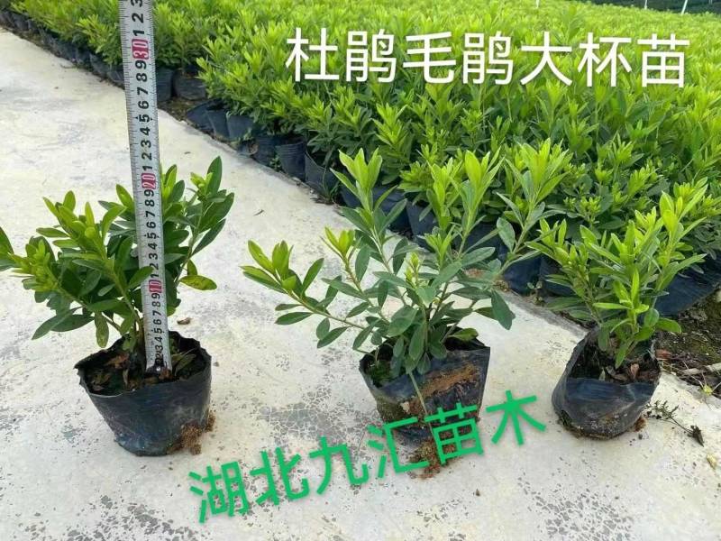 毛杜鹃八角金盘金森女贞红花继木大小叶黄杨大杯毛球