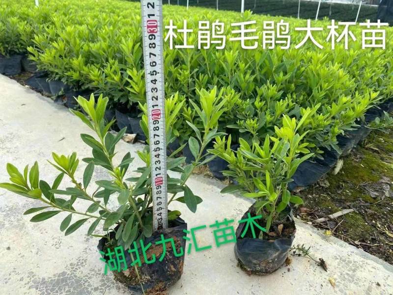 毛杜鹃八角金盘金森女贞红花继木大小叶黄杨大杯毛球