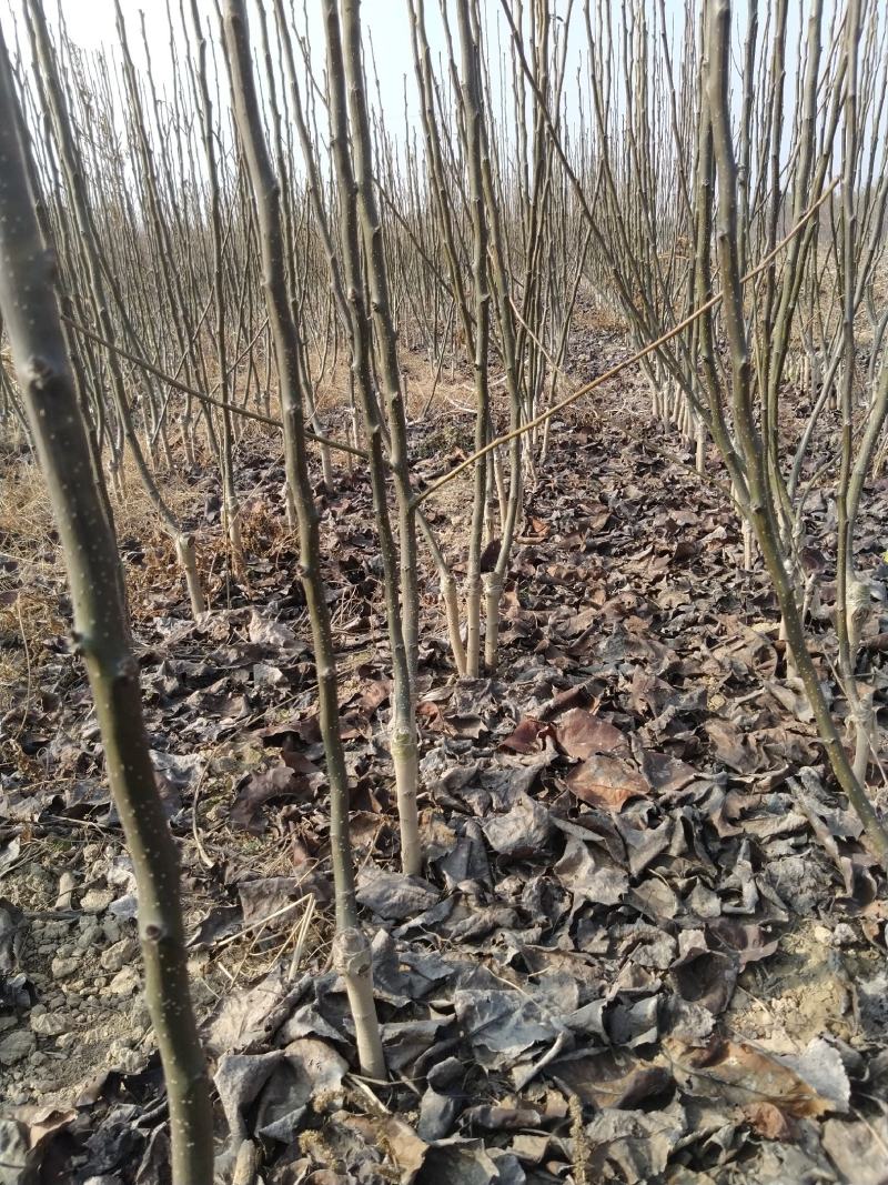 秋月梨树苗品种保证秋月梨苗价格优惠0.8到2公分