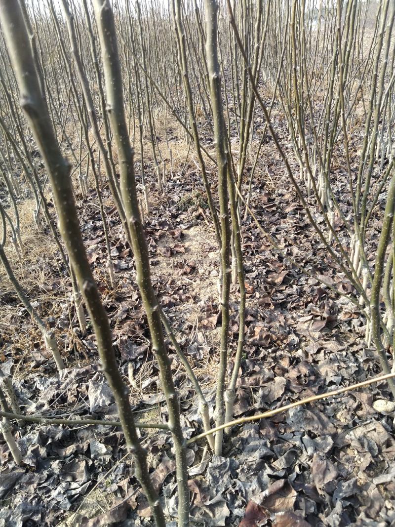 秋月梨树苗品种保证秋月梨苗价格优惠0.8到2公分