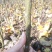秋月梨树苗品种保证秋月梨苗价格优惠0.8到2公分