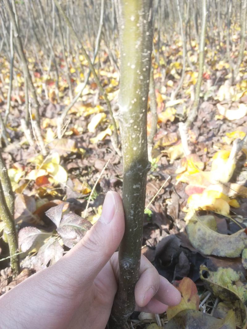 秋月梨树苗品种保证秋月梨苗价格优惠0.8到2公分