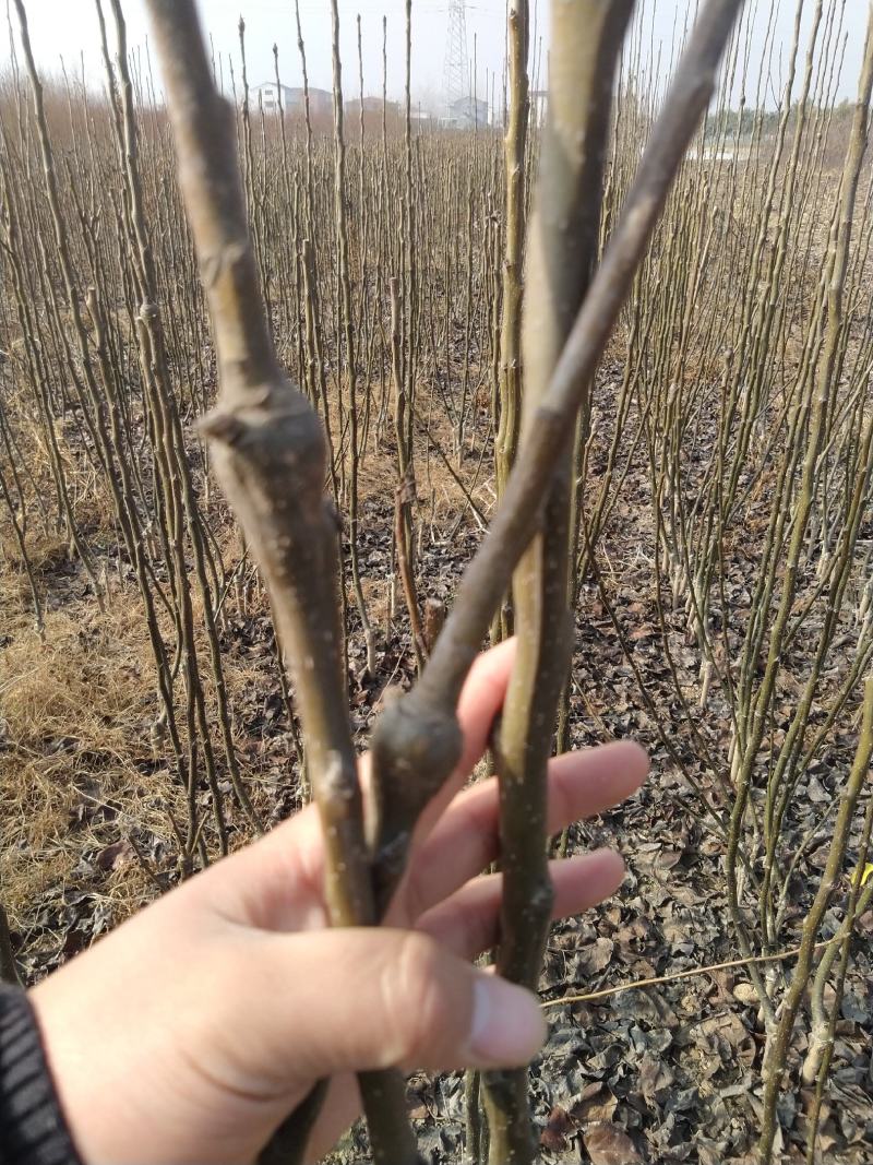秋月梨树苗品种保证秋月梨苗价格优惠0.8到2公分