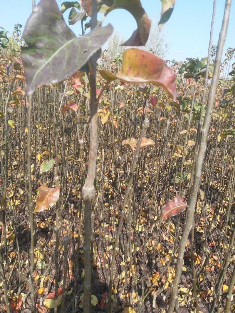秋月梨树苗品种保证秋月梨苗价格优惠0.8到2公分