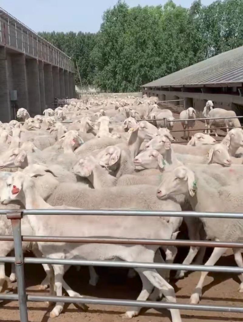 【优质服务】湖羊母种羊种公羊繁殖率高质量保障