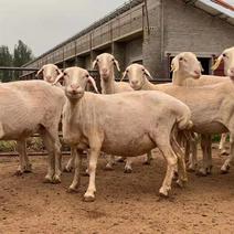 【优质服务】湖羊母种羊种公羊繁殖率高质量